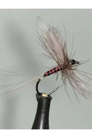 Baetis Niger Envío Exprés